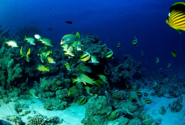 The Vibrant Seascape of Hurghada: Dive into Egypt’s Underwater Wonders