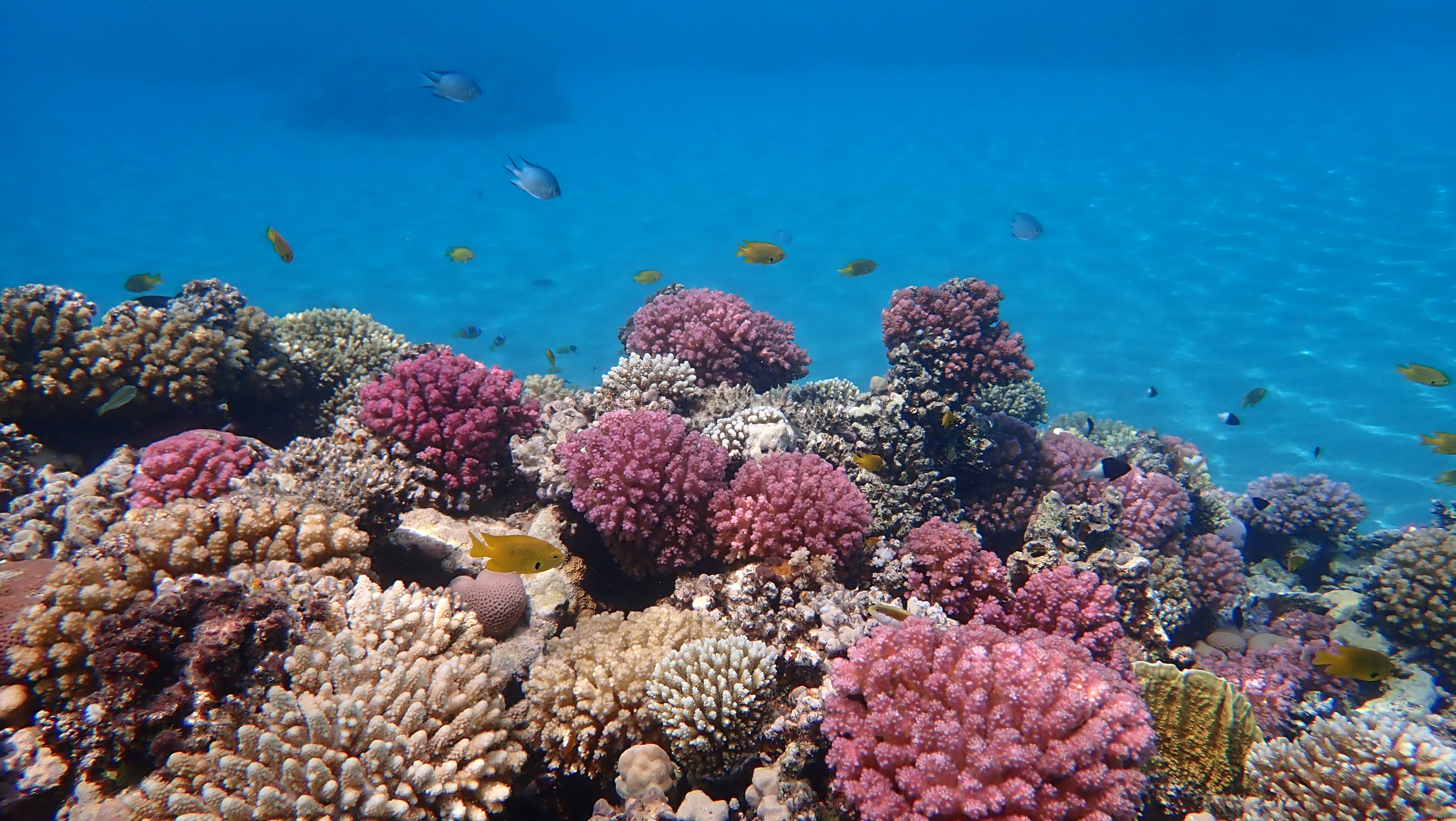 Hurghada diving spot