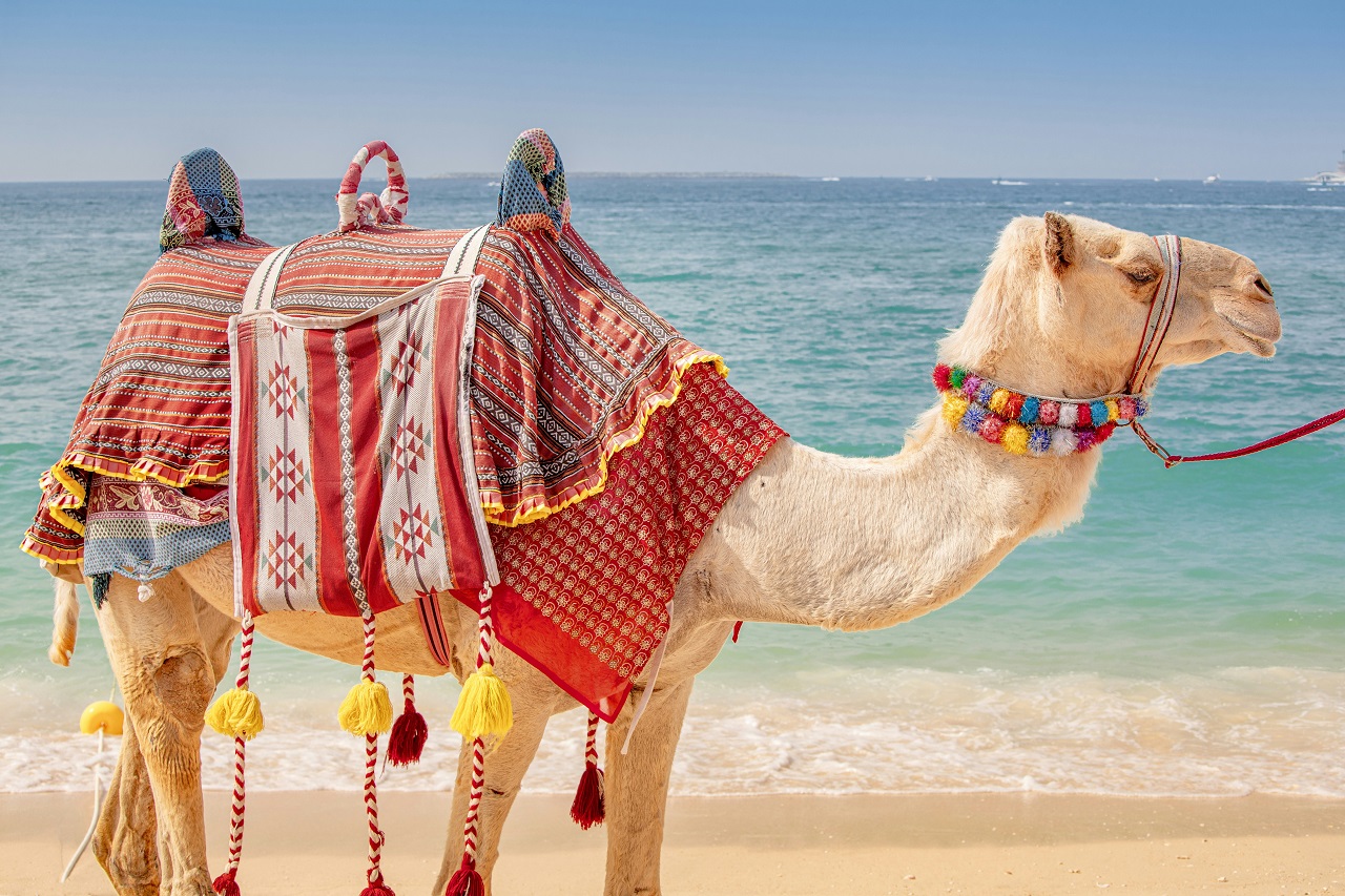 Camel ride