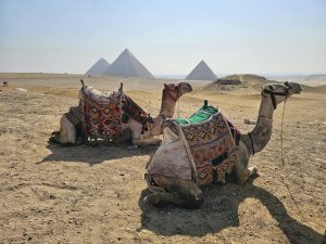 Camels Egypt Tour